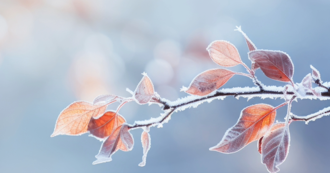 Frozen Branches