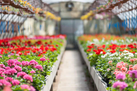 greenhouse flowers